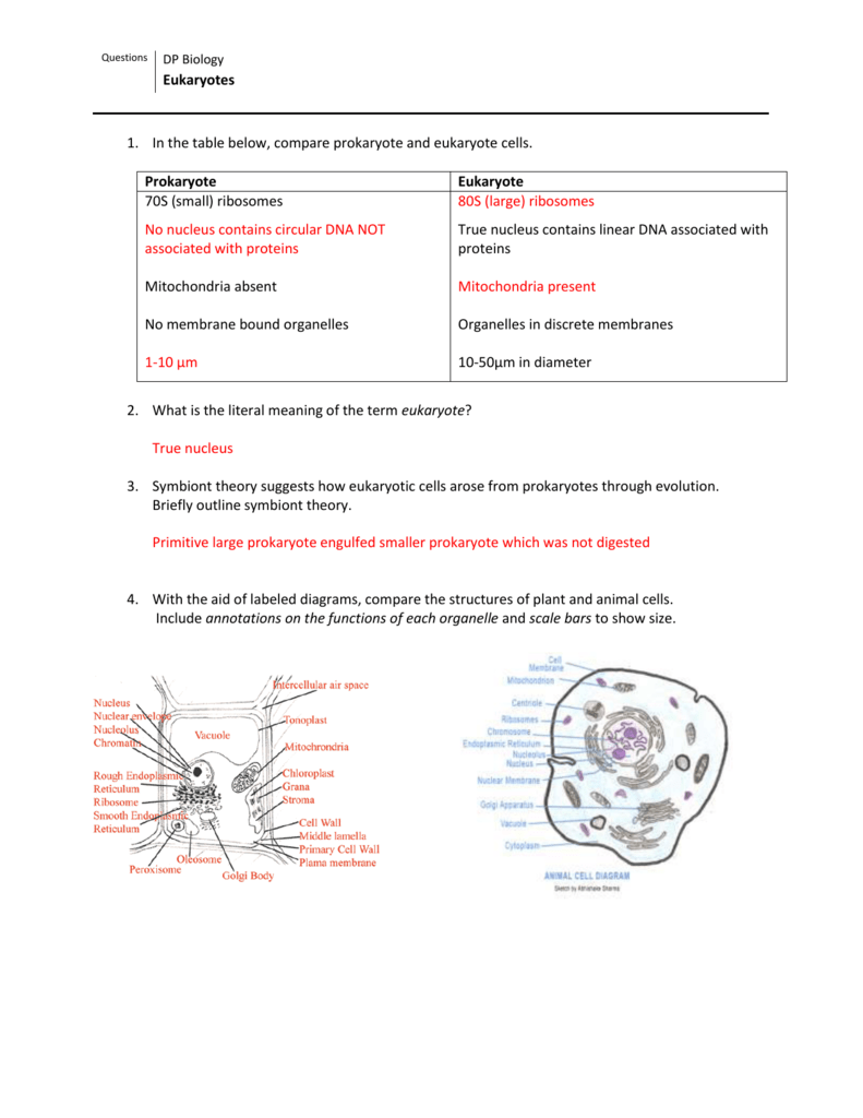 5 Essential Cell Biology Coloring Worksheet Answers