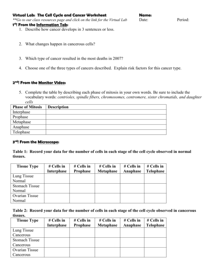 Cell Cycle and Cancer Worksheet Answers