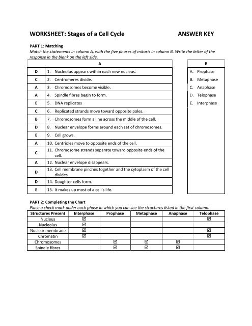 Cell Cycle Answers Worksheet