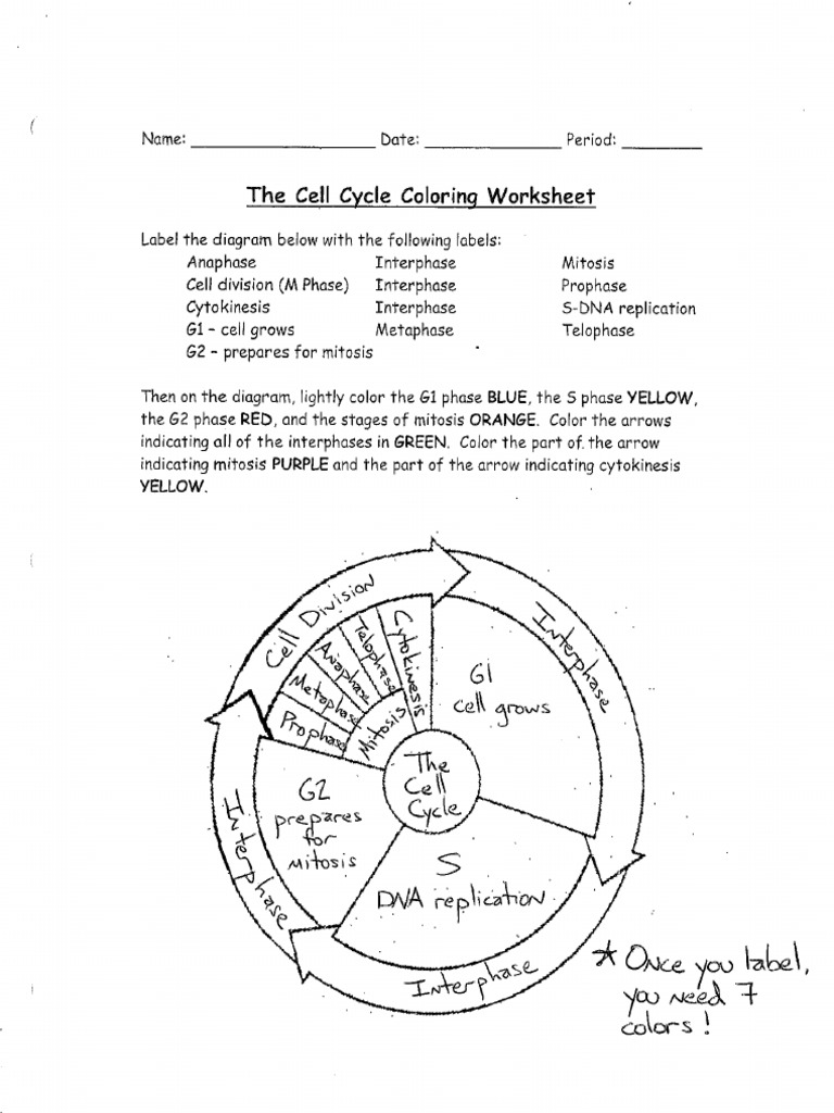 Cell Cycle Coloring Key Pdf