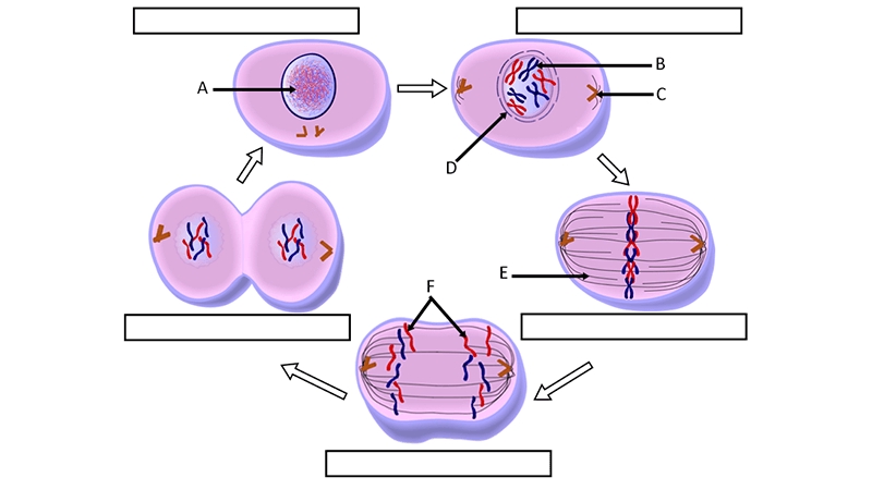 Cell Cycle Coloring Worksheet for Biology Success