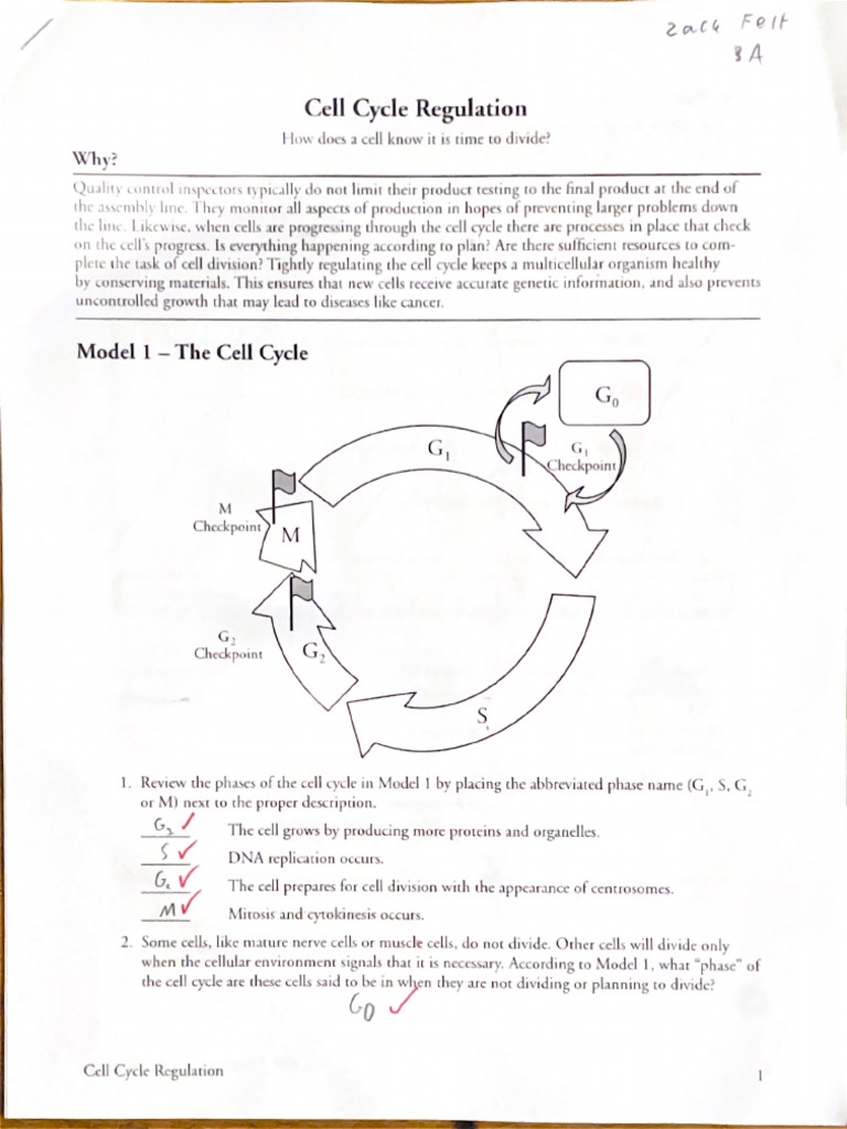 Cell Cycle Regulation Pogil Pdf