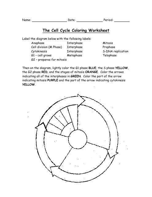 Cell Cycle Worksheet Answers in 7 Easy Steps