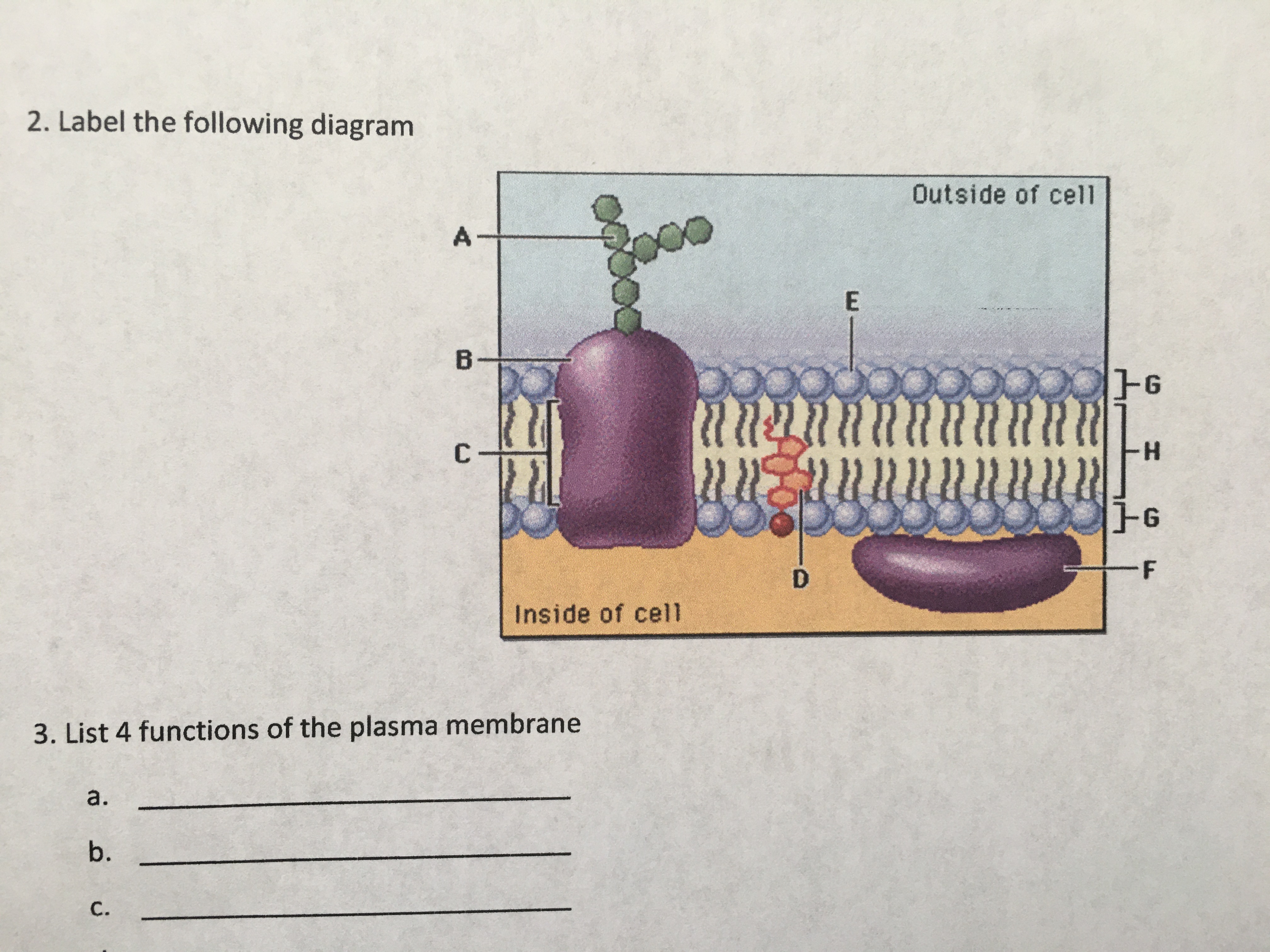 5 Ways the Plasma Membrane Defends the Cell