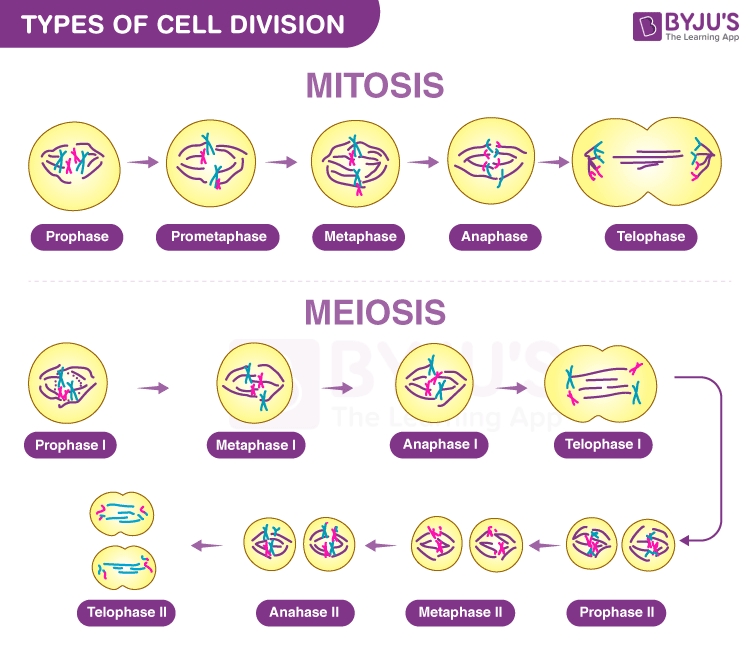 Cell Division Mitosis Meiosis And Different Phases Of Cell Cycle