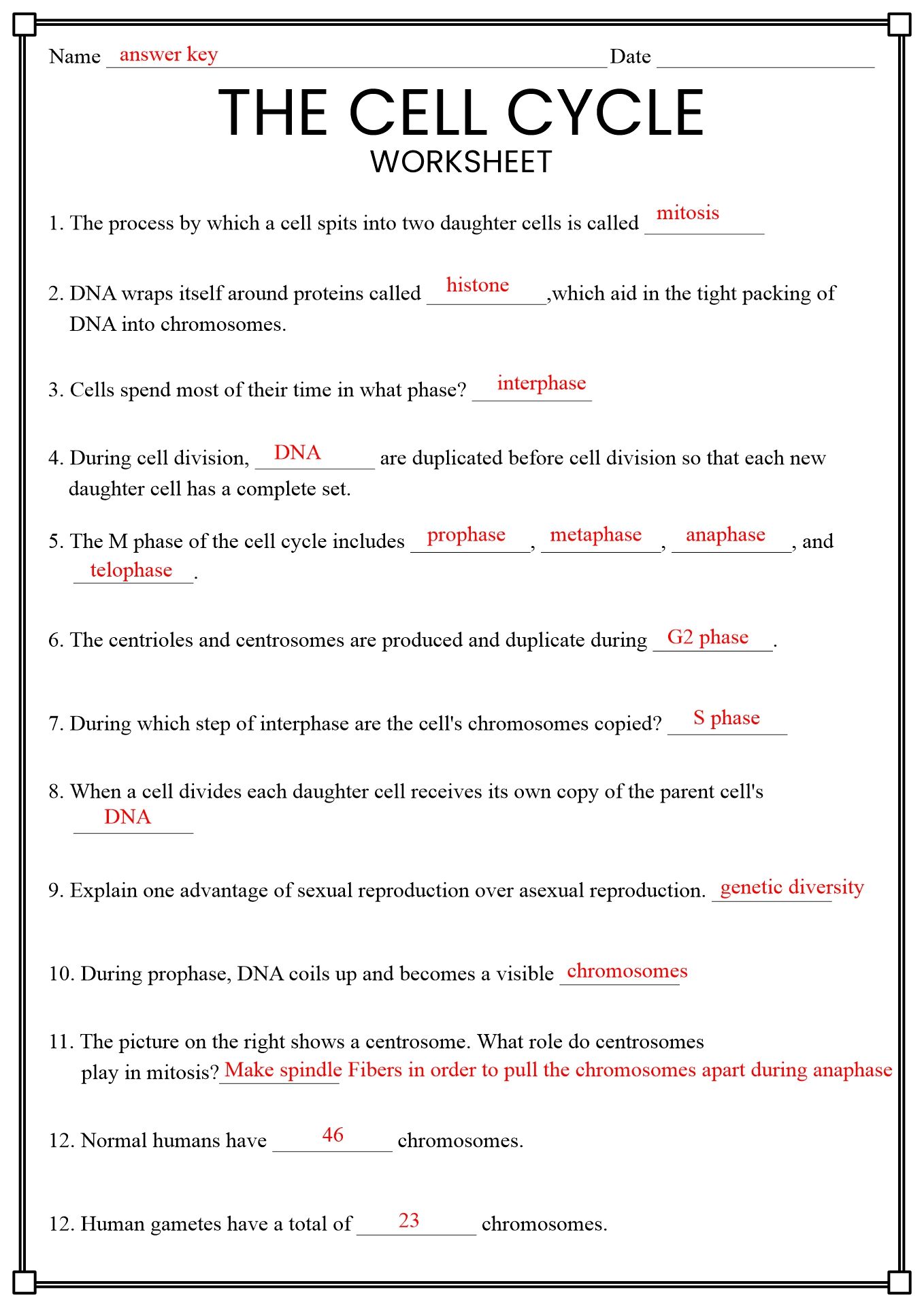 Cell Division Worksheet: Understanding the Process