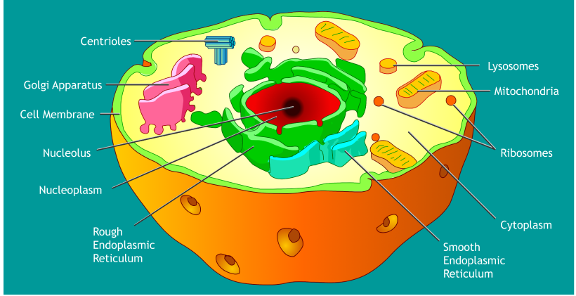 Cell Ebrate Science With Plant And Animal Cell Worksheets Education Com Blog