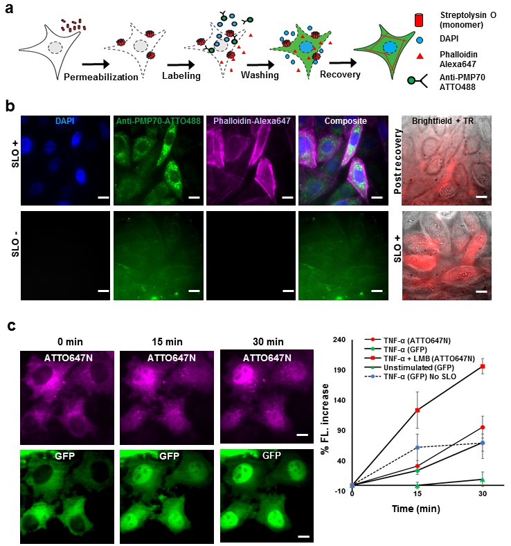 5 Essential Cell Labeling Techniques