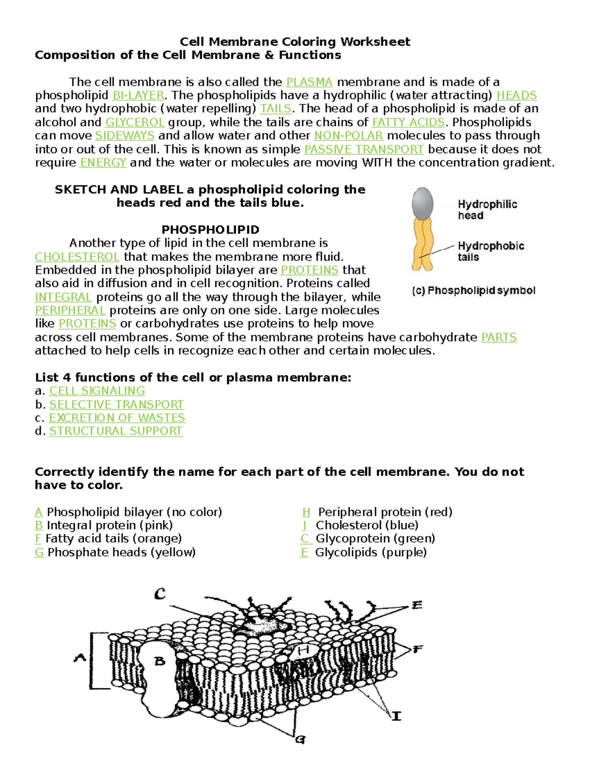 Cell Membrane and Tonicity Worksheet Answers