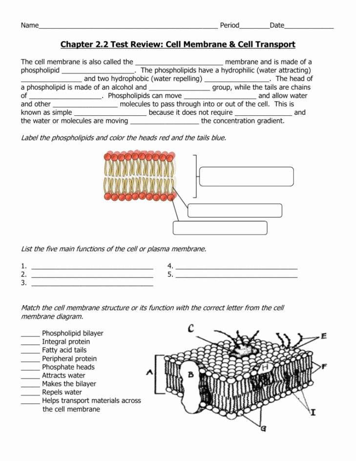 Cell Membrane Coloring Worksheet Answers for Biology Students