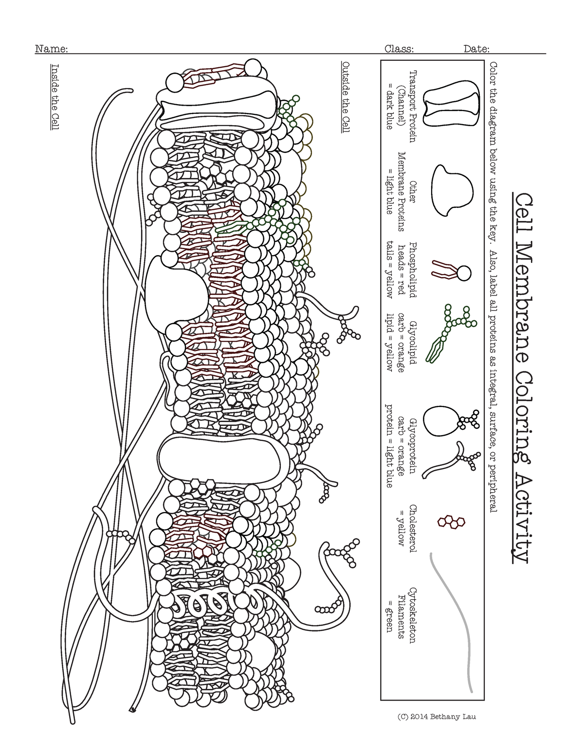 Cell Membrane Coloring Worksheet Answer Key Guide