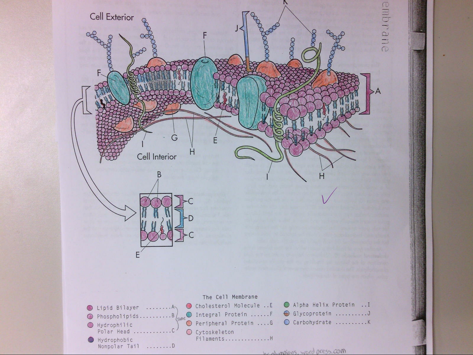 Cell Membrane Coloring Worksheet Pdf