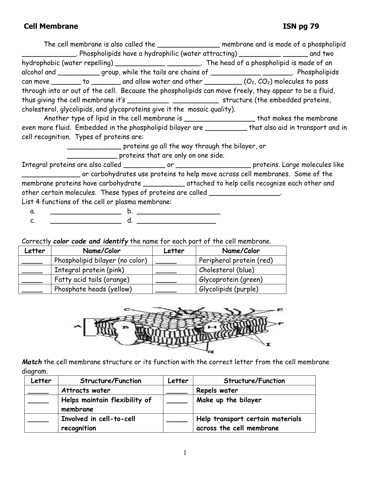 Cell Membrane Coloring Worksheet