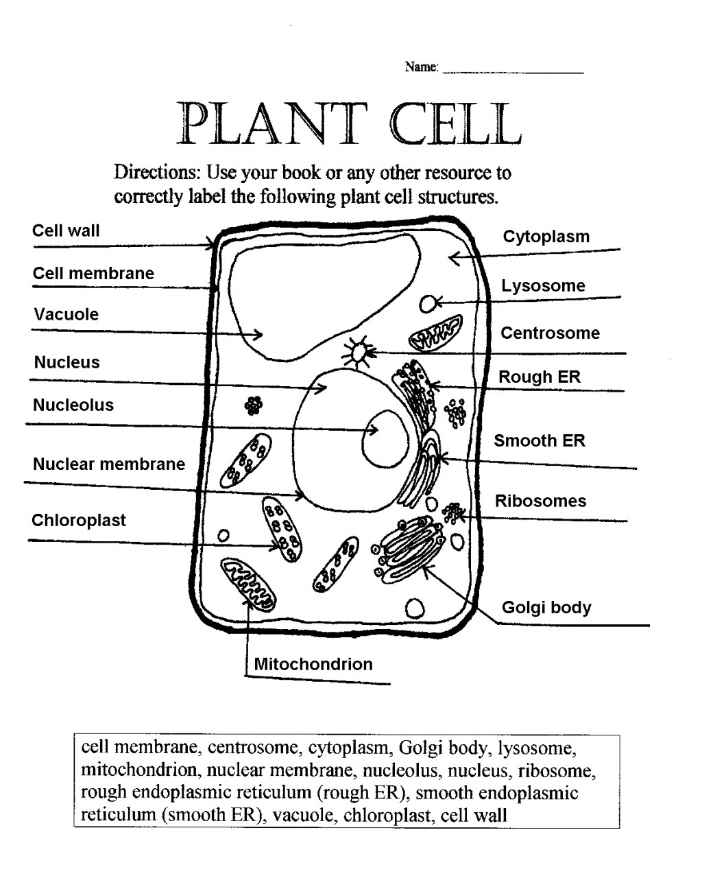 Cell Membrane Structure And Function Worksheet Answer Key