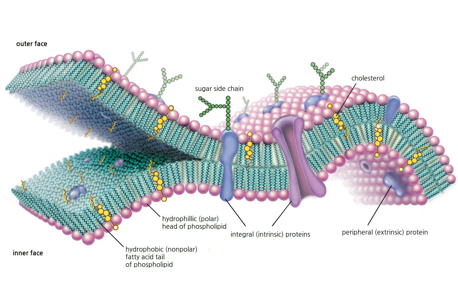 7 Key Functions of the Cell Membrane Revealed