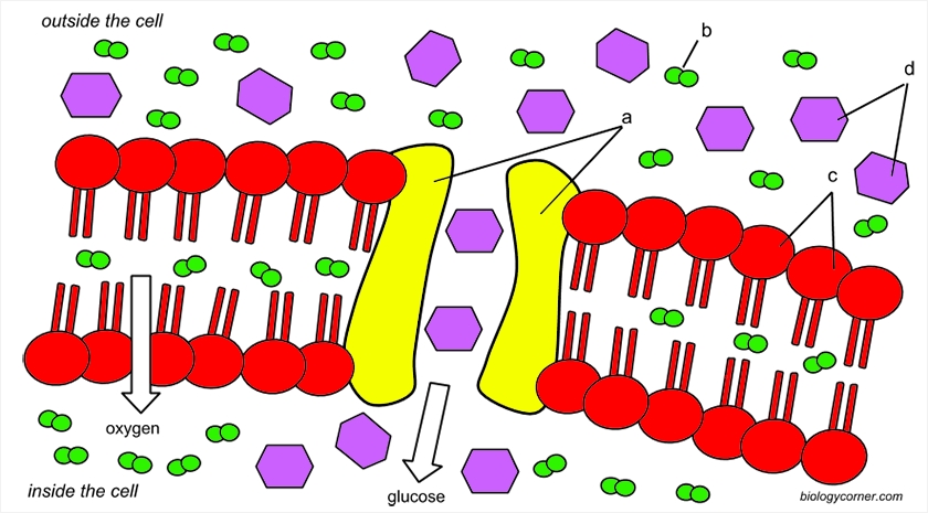 Cell Membrane Worksheet Pdf