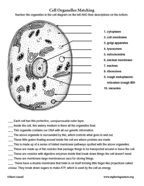 Cell Organelle Matching Quiz Pdf