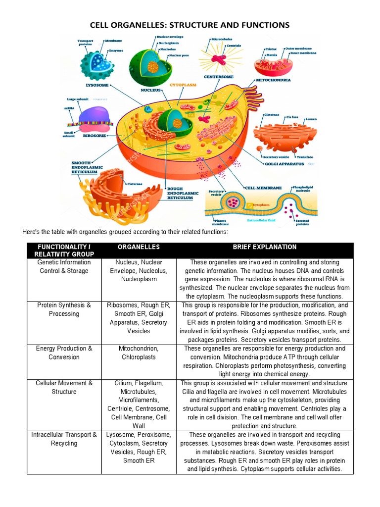 7 Essential Cell Organelle Functions to Know