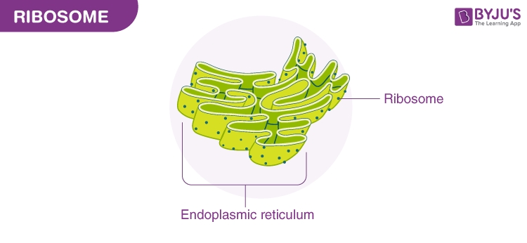 Cell Organelles Worksheet Answer Key