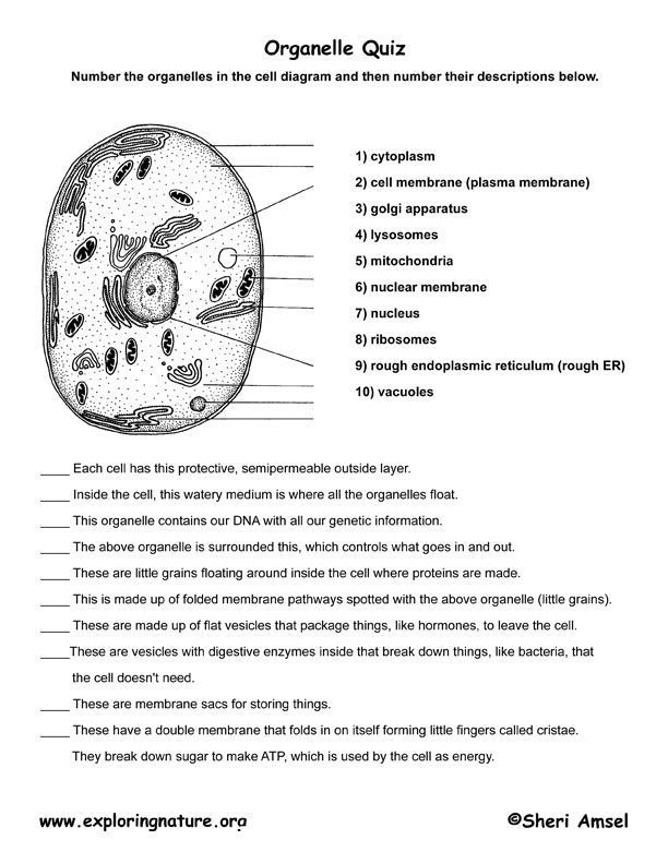 6 Key Cell Organelles Worksheet Answers Revealed