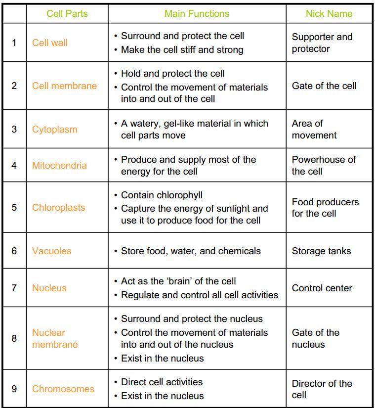 Cell Organelles Worksheet Pdf