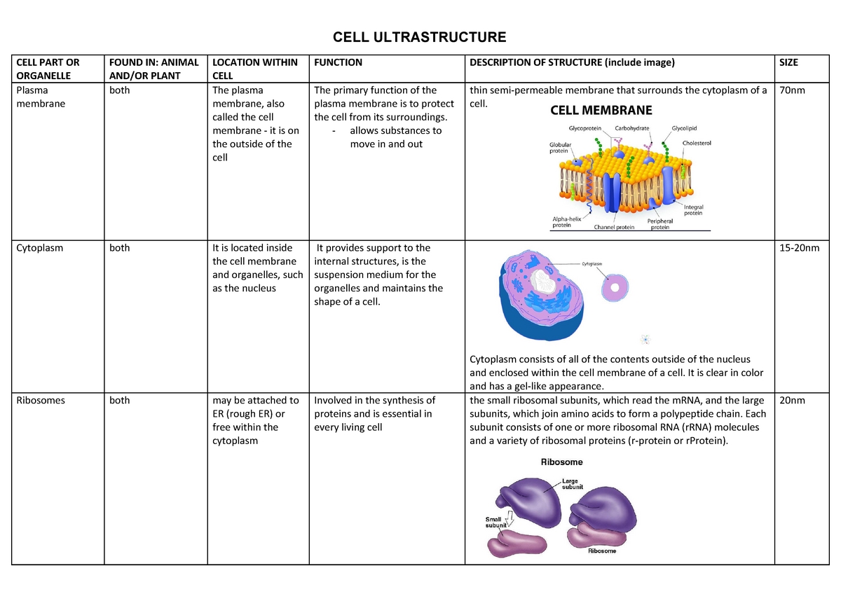 Cell Organelles Worksheet: Functions and Diagrams