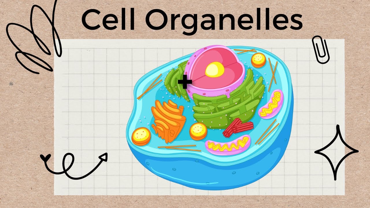 5 Key Cell Organelles You Need to Know