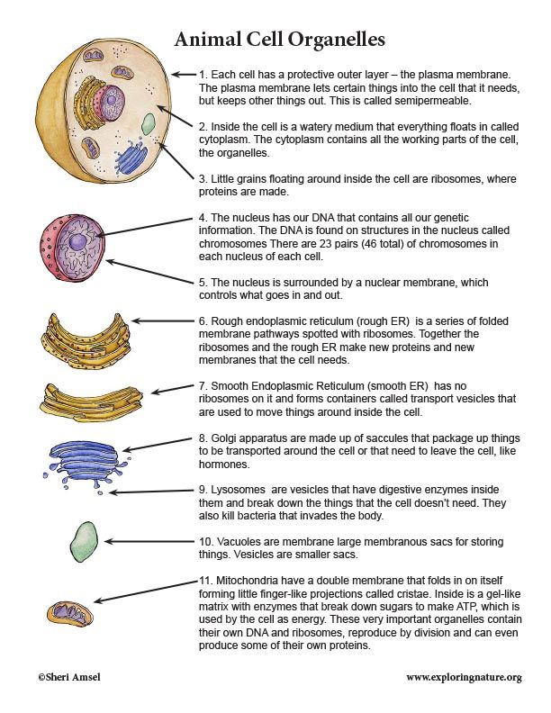 5 Ways to Master Cell Structure and Function