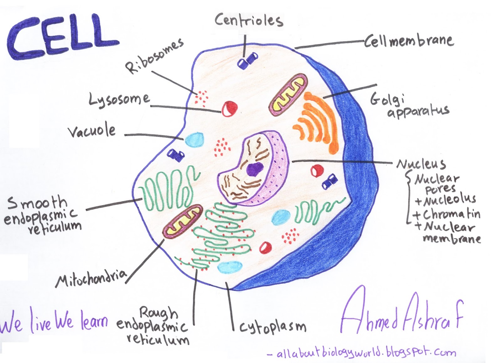 Cell Structure And Functions 02 2022