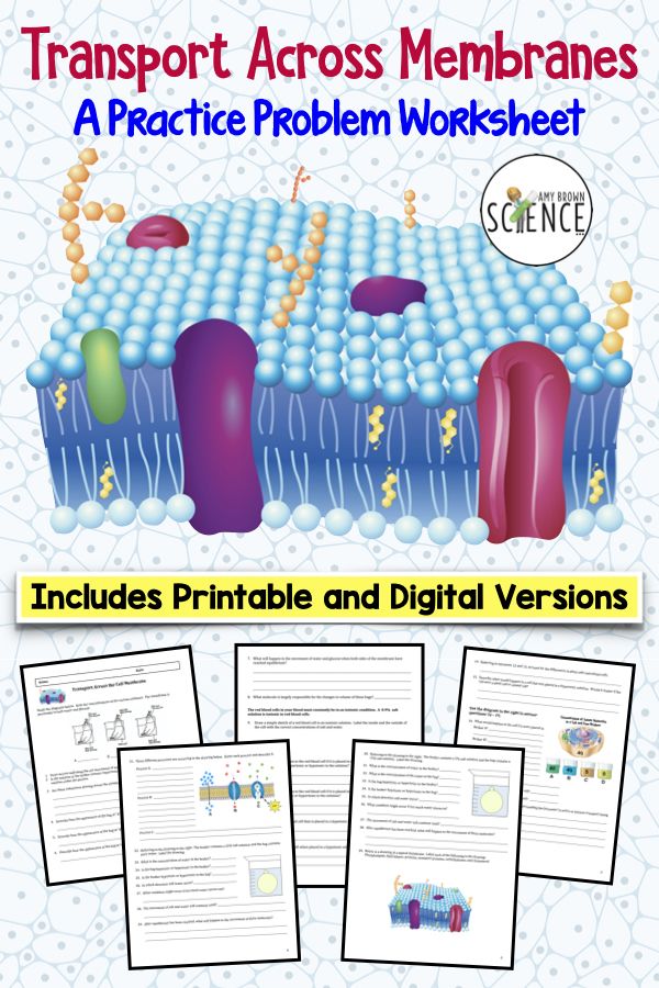 Cell Transport Practice Worksheet Exercises and Answers