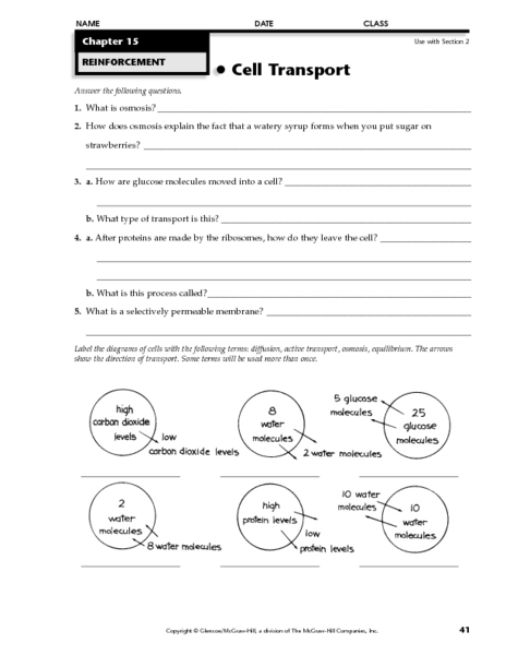 Cell Transport Review Worksheet Answer Key