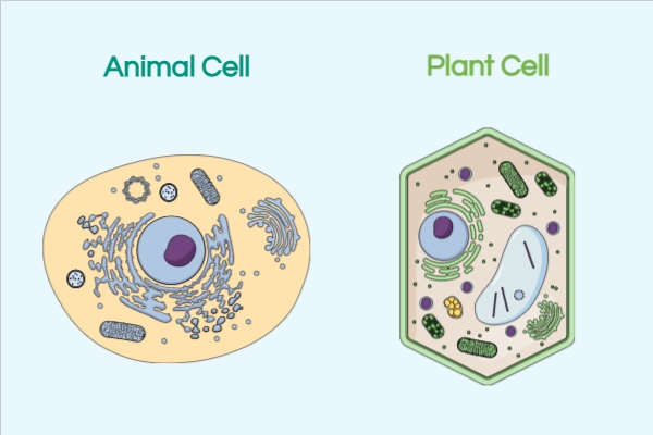 6 Ways to Learn Animal Cell Structure