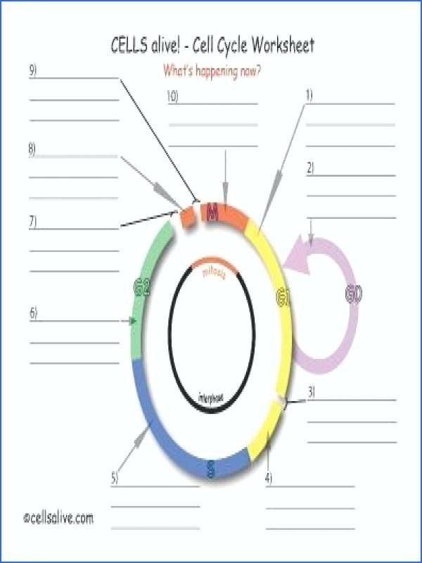 Cell Cycle Worksheet Answer Key for Cells Alive