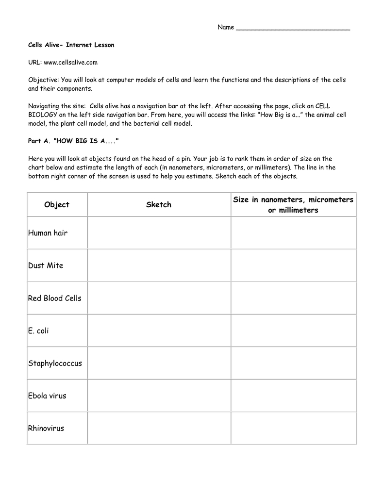 Cells Alive Worksheet Answer Key for Biology Students