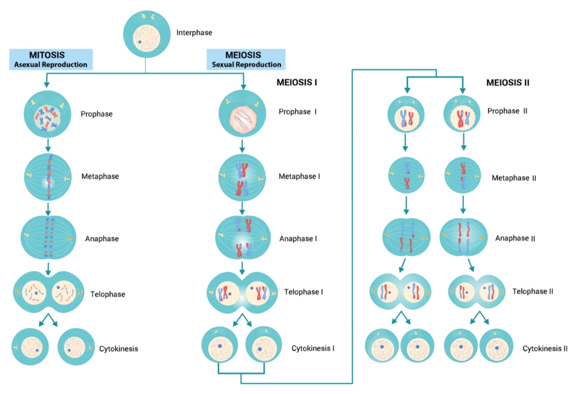 Cellular Division Mitosis And Meiosis Video Fact Sheet