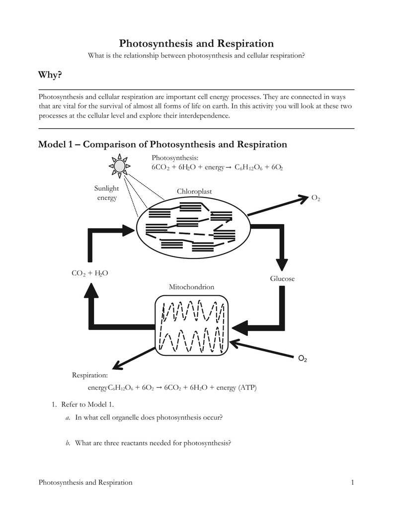 Cellular Respiration Pogil Answer Key