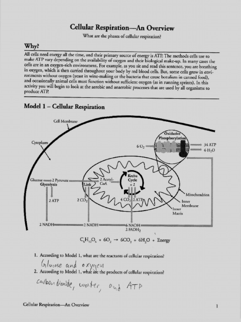 Cellular Respiration Pogil Pdf