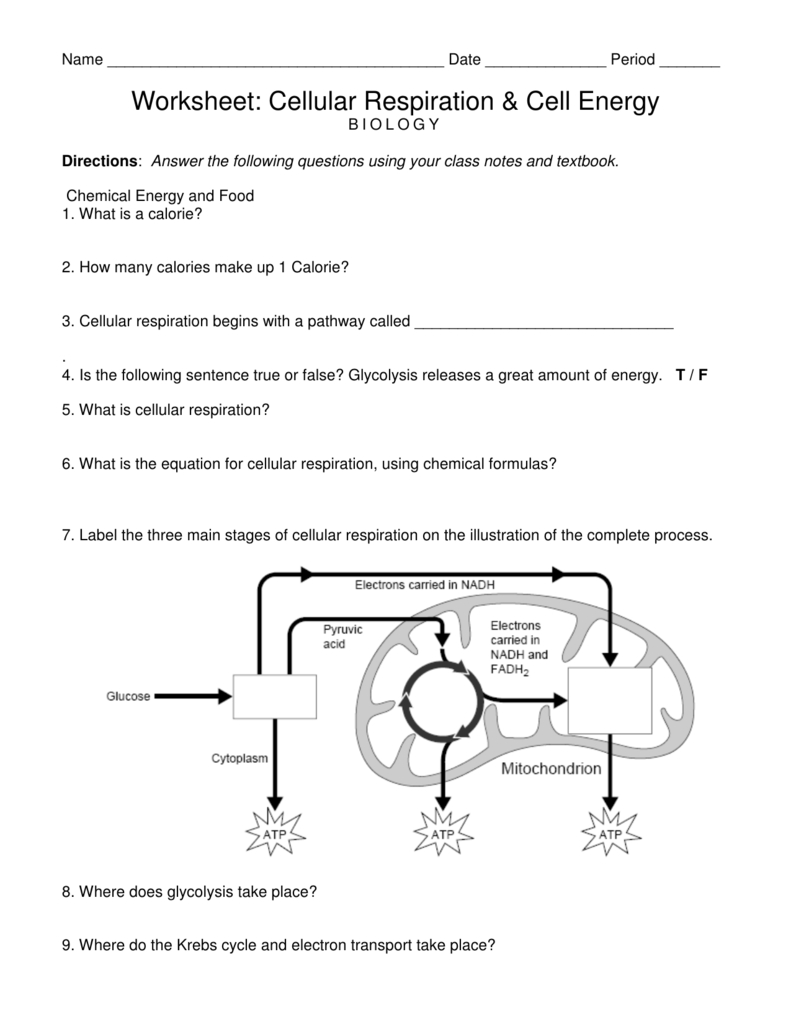 Cellular Respiration Worksheet Answer Key Wordworksheet Com