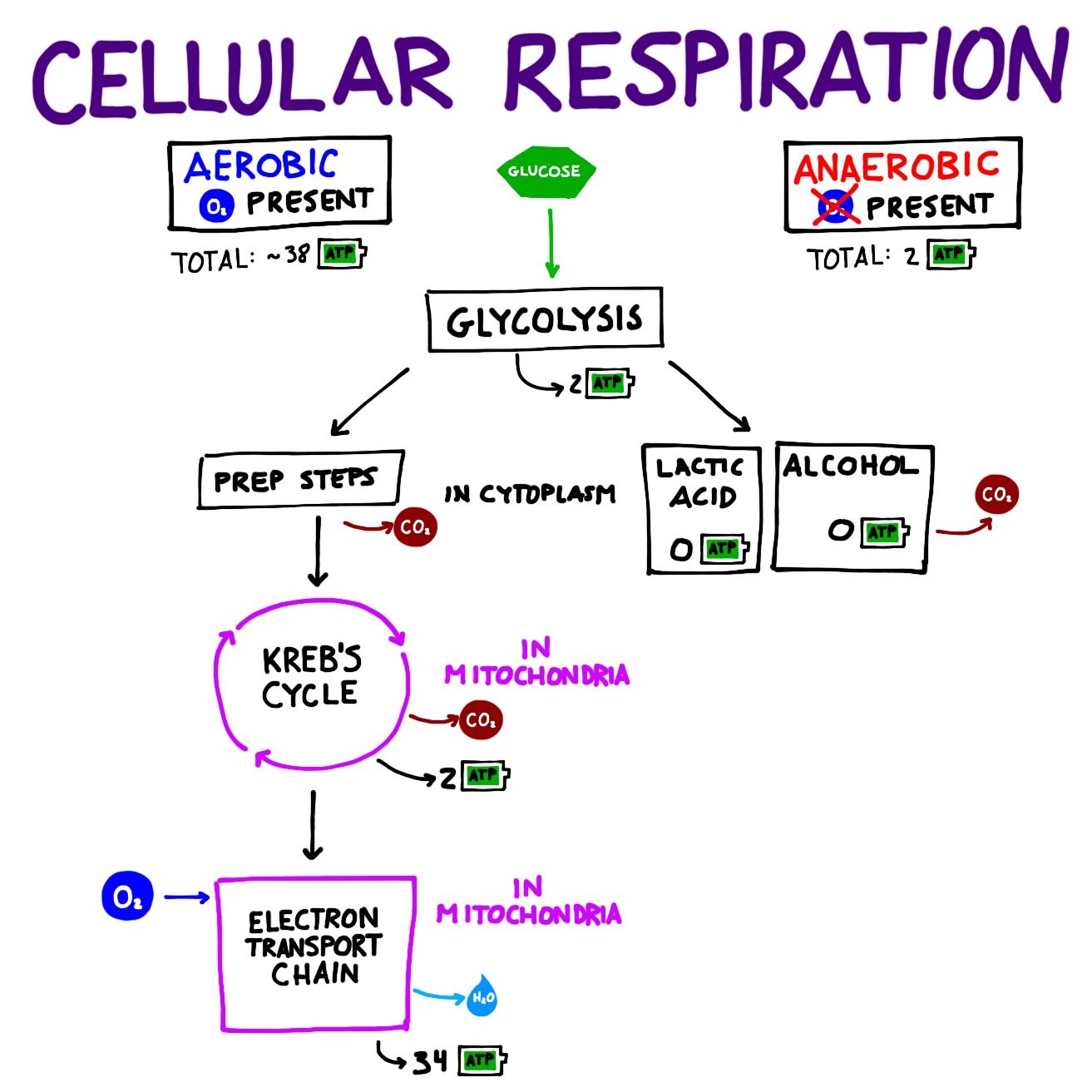 5 Key Steps to Master Cellular Respiration