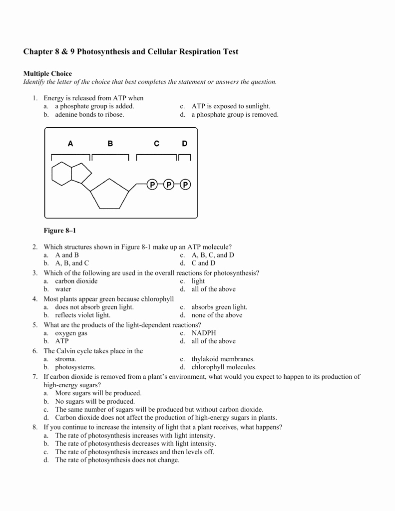 Cellular Respiration Worksheet Answers Explained Simply