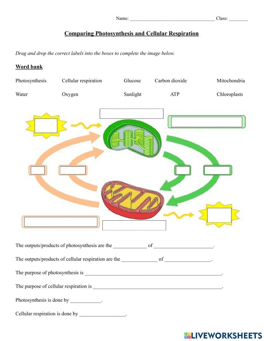 Cellular Respiration Worksheet Pdf