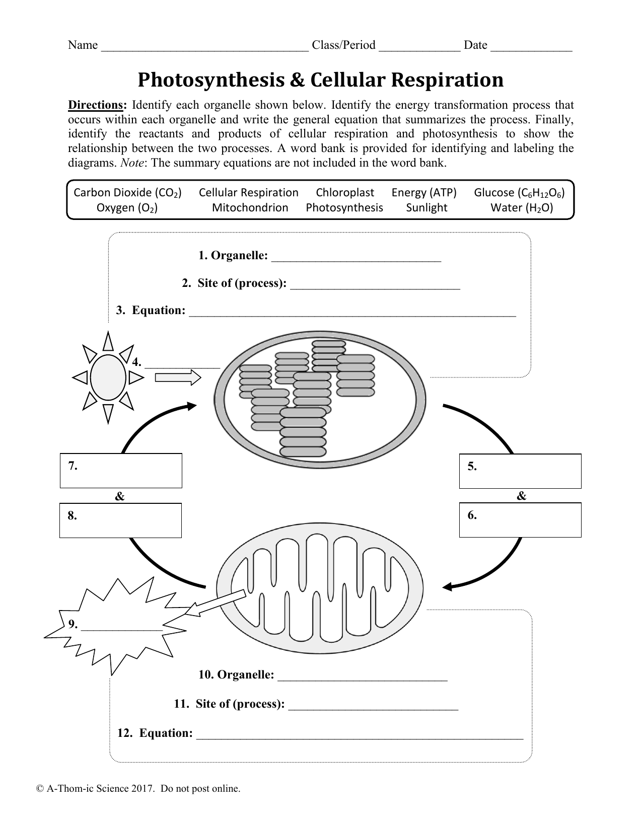 Cellular Respiration Worksheets for Biology Students