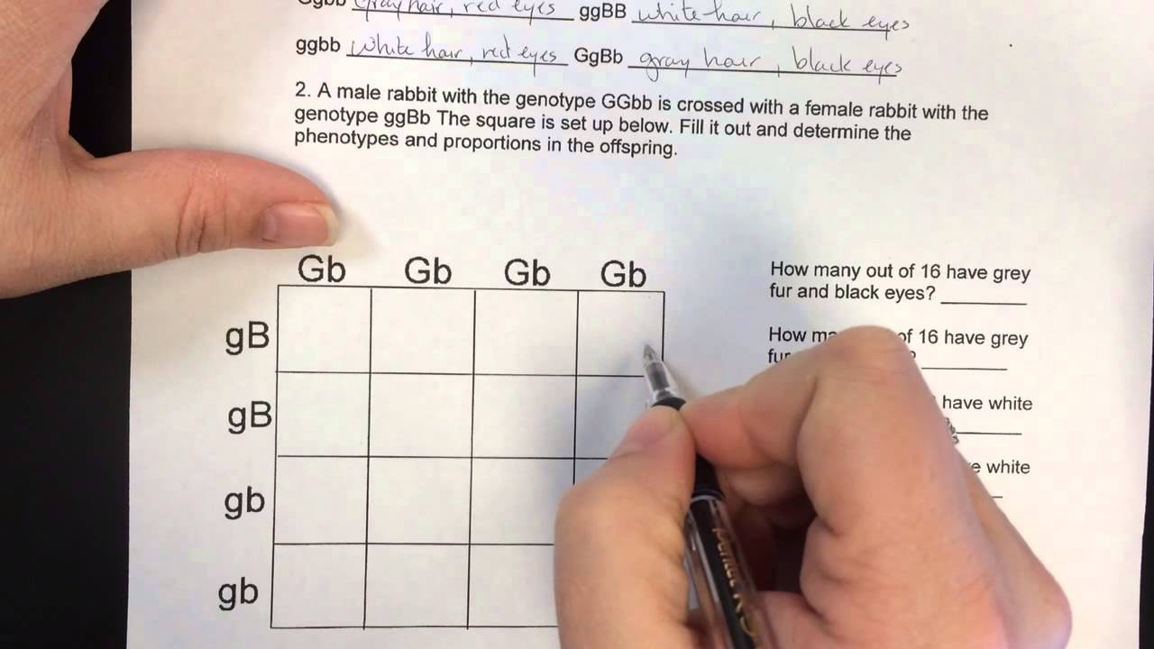 Dihybrid Cross Worksheet Answers for Genetics Success