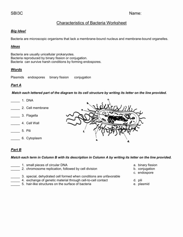 6 Essential Characteristics of Bacteria