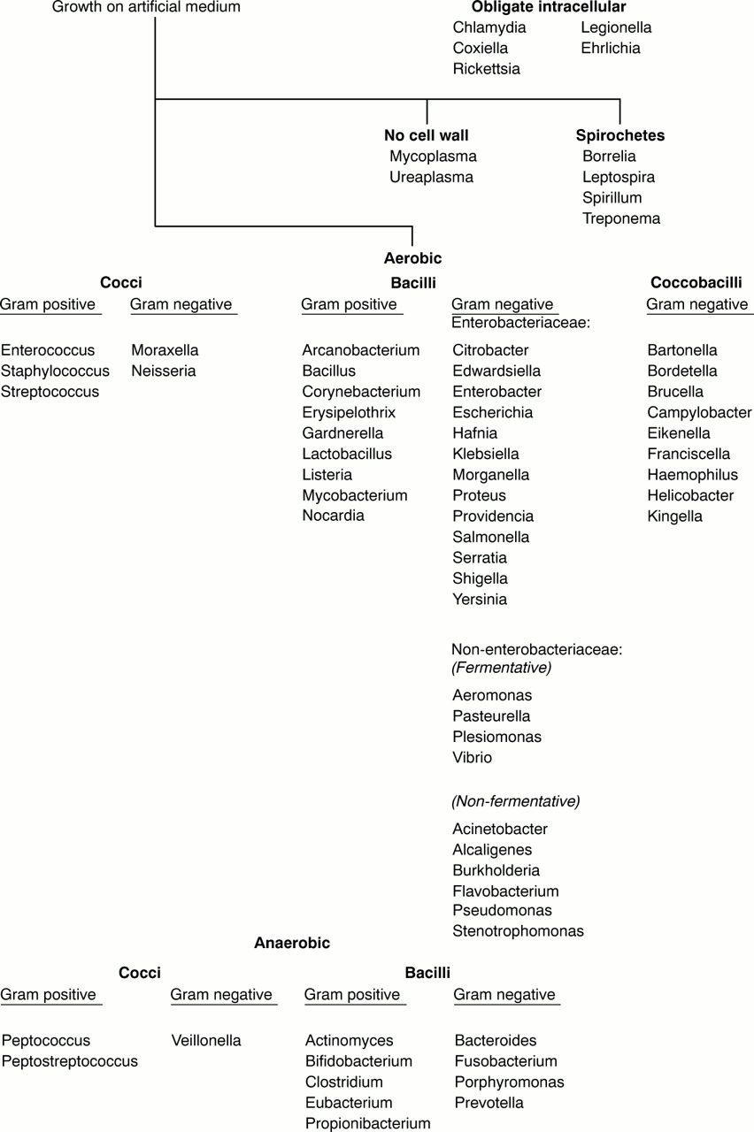 5 Key Characteristics of Bacteria Worksheet