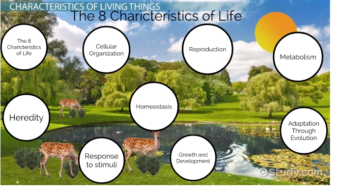 7 Characteristics of Life You Should Know