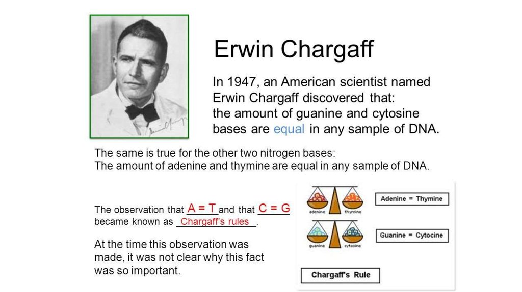 Chargaff S Rule Worksheet