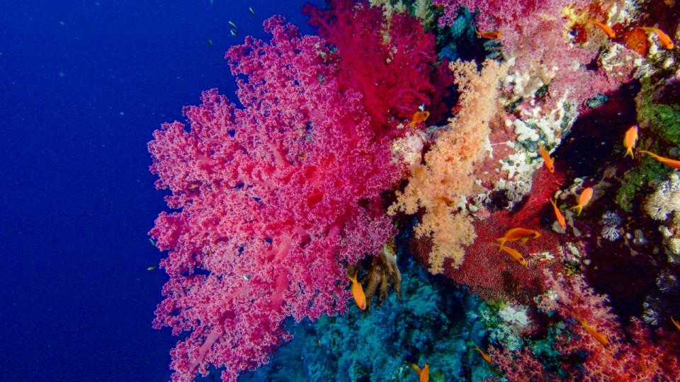 5 Ways to Help Save Coral Reefs