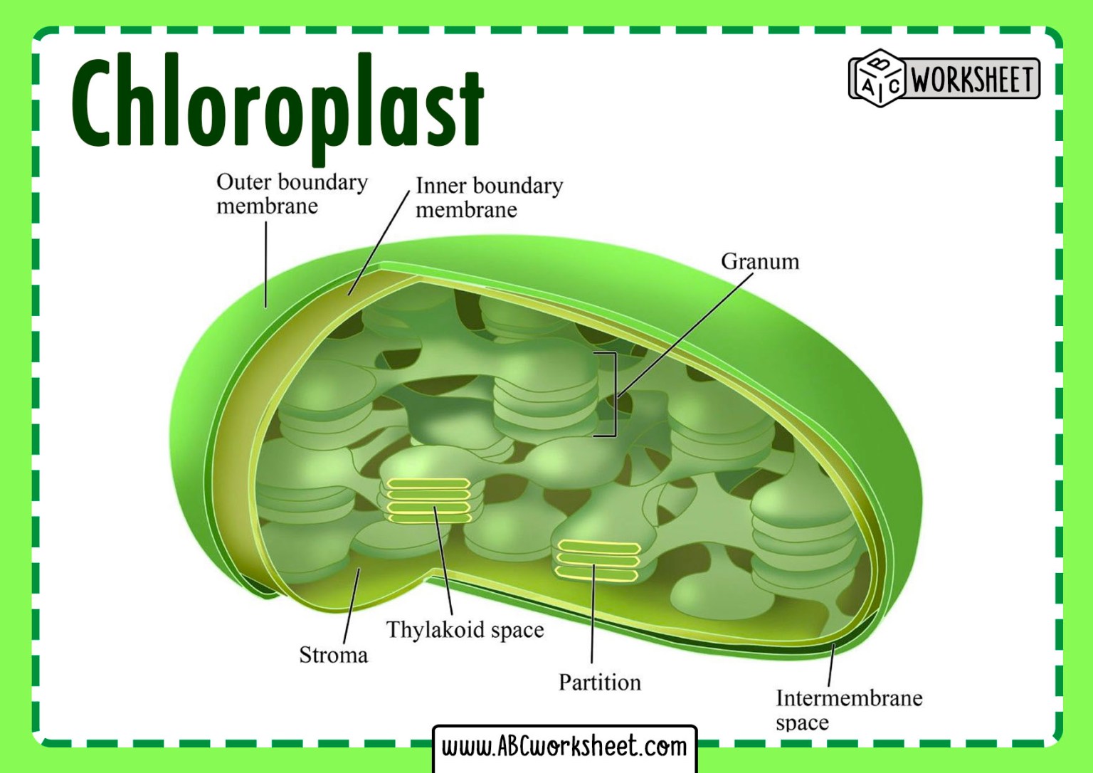 Chloroplast Structure Worksheets