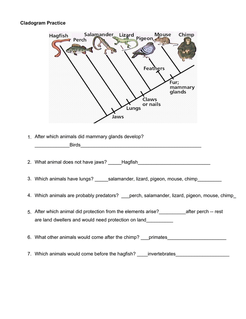 Cladogram Practice Worksheet Answers